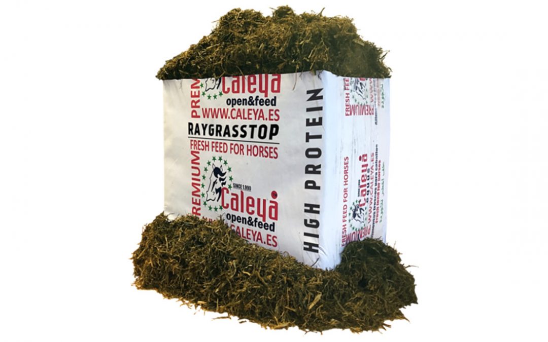Raygrasstop de Caleya Forrajes