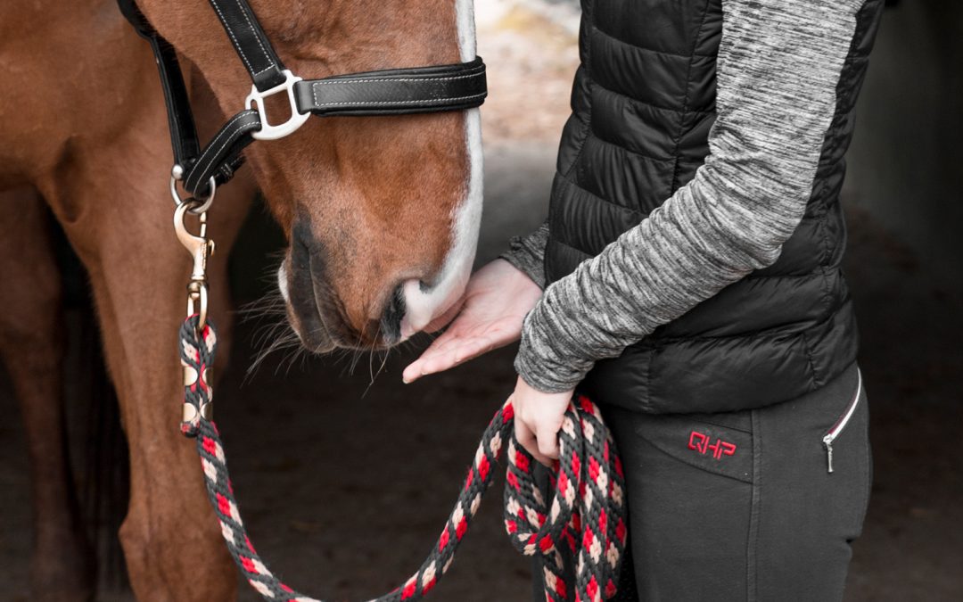 Alimentos que dar a mi caballo como premio