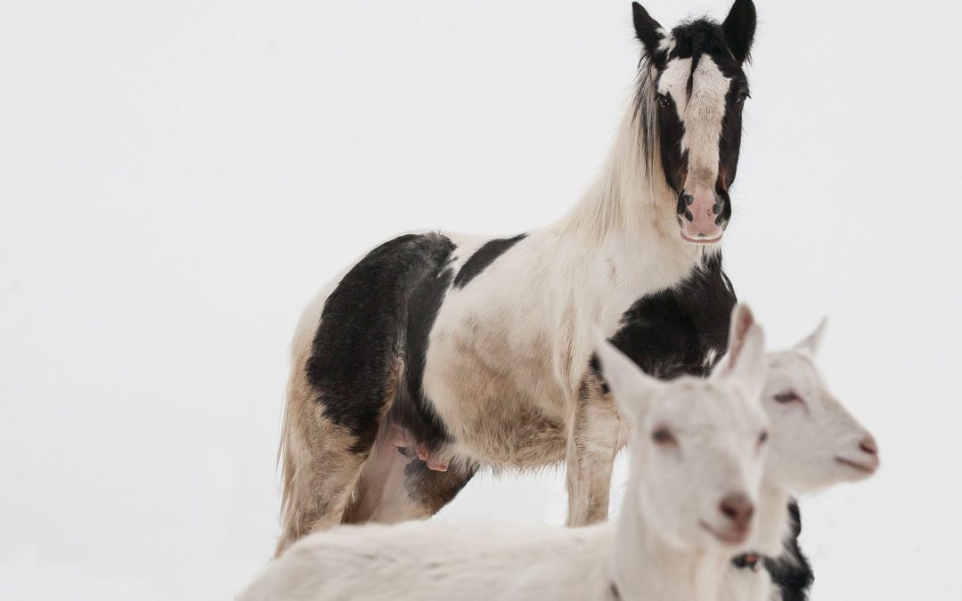 Compañía para nuestros caballos