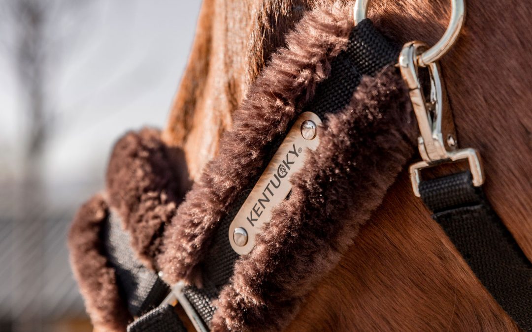 Review: cabezada de nylon de Kentucky Horsewear