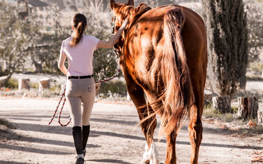 Comprar un caballo, ¿qué hay que valorar?