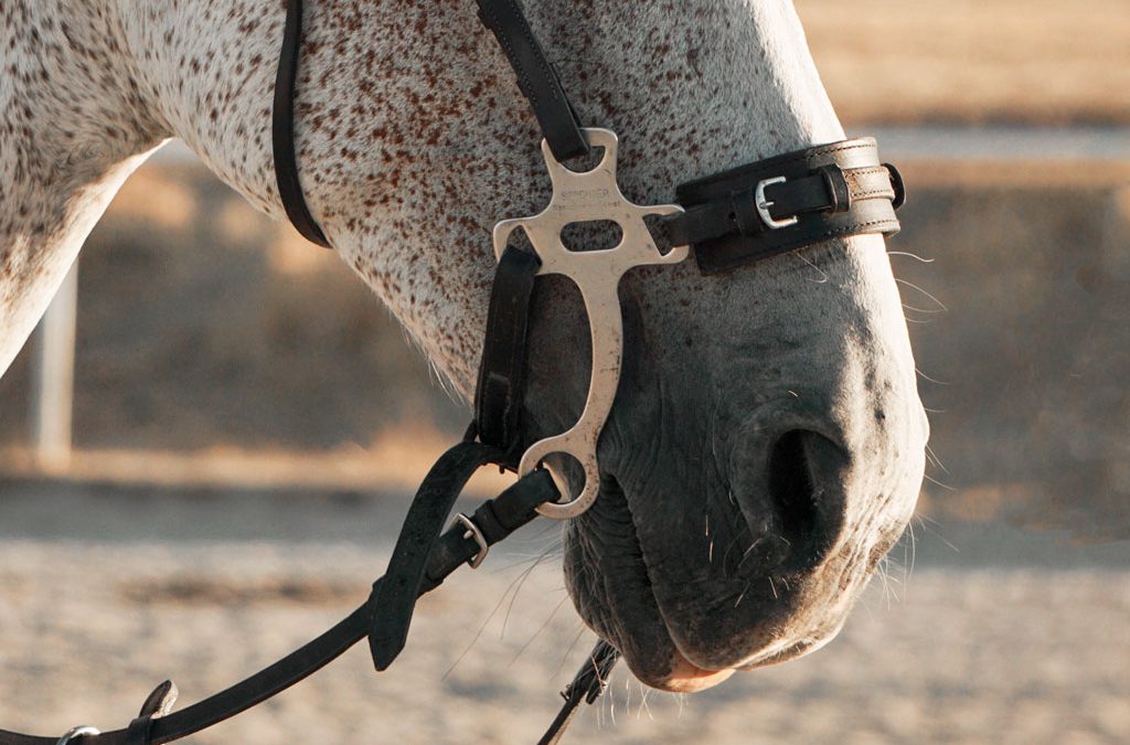 ¿Qué es un Hackamore?