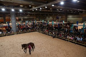 demostración salón del caballo en la pista de espectáculos