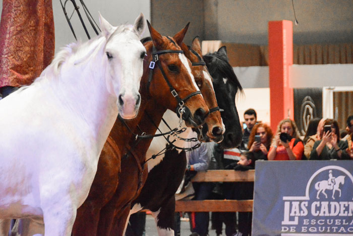 Espectáculo ecuestre en la pista non stop de la madrid horse week 2019