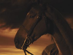 10-peliculas-caballos-ver-portada | My Horseback View
