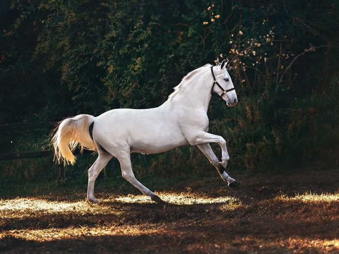 caballo blanco galopando por el campo