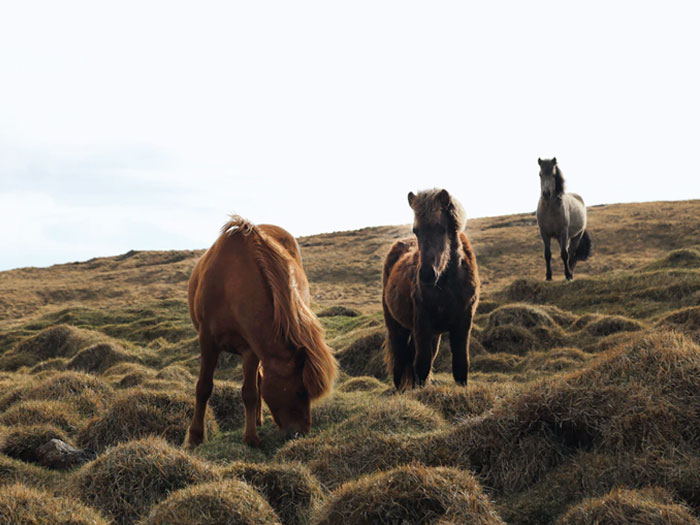 tres caballos islandeses pastando y descansando en un prado