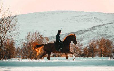 20 impresionantes frases sobre caballos
