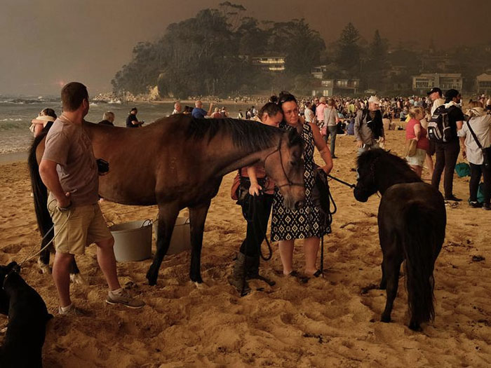 afectados por los fuegos en Australia en una playa, algunos con caballos, a los que quiere ayudar Equestrian Fire Relief Australia