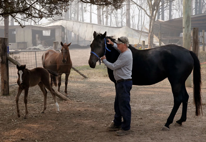 propietario con sus caballos en australia, con la ayuda de Equestrian Fire Relief Australia, podría conseguir asegurar el bienestar de sus caballos