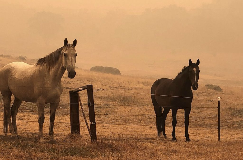 Equestrian Fire Relief Australia contra los fuegos en el país