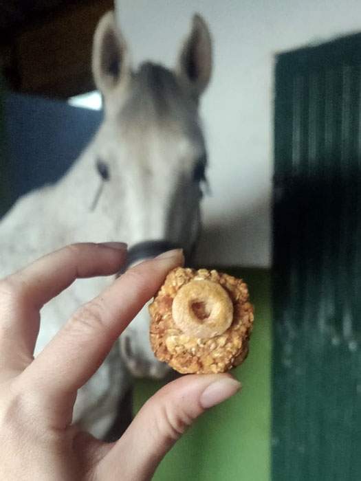 caballo mirando las galletas de la receta