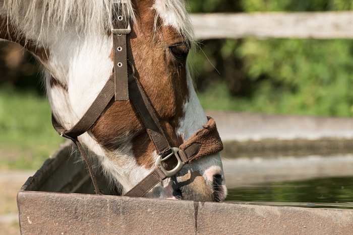 caballo bebiendo agua en un abrevadero