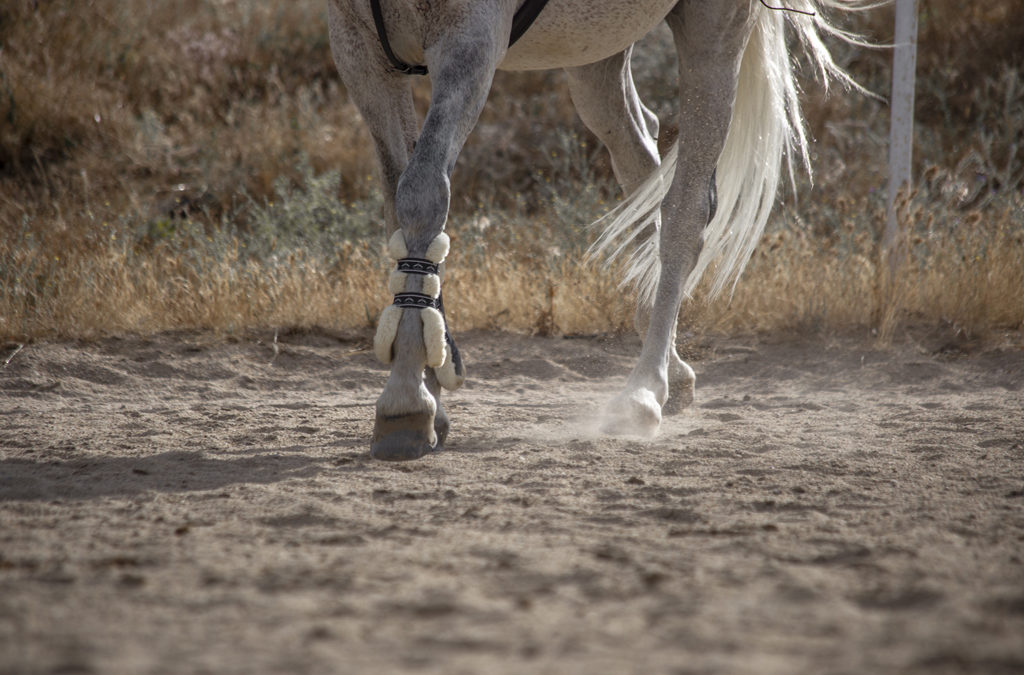 Montar a caballo en verano: cosas a tener en cuenta