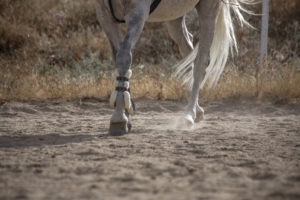 patas de caballo en una pista de arena