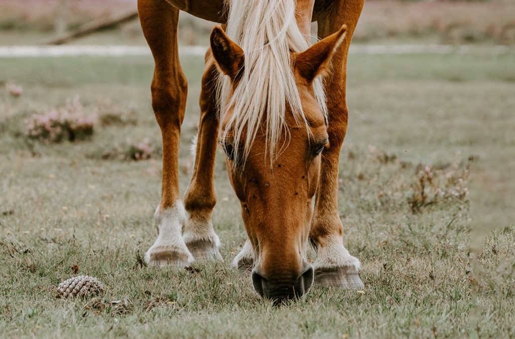 ASMR para amantes de los caballos