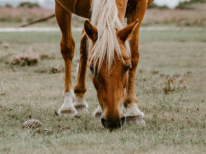 caballo comiendo hierba ASMR caballos