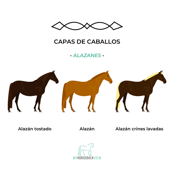 capas habituales del caballo: alazán tostado, alazán y alazán de crines lavadas