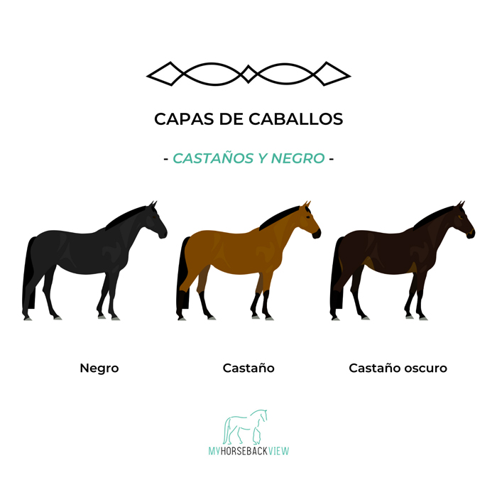 capas habituales del caballo: negro, castaño y castaño oscuro