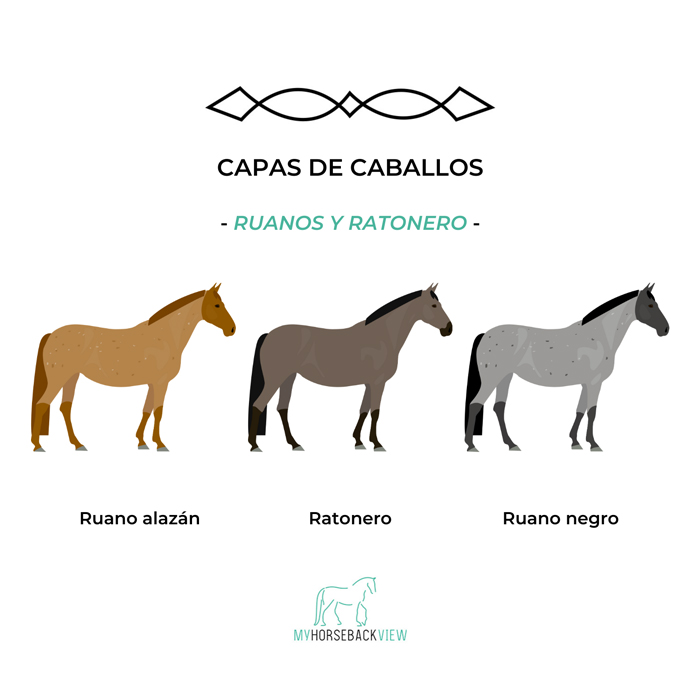 capas habituales del caballo: ruano alazán, ratonero, ruano negro
