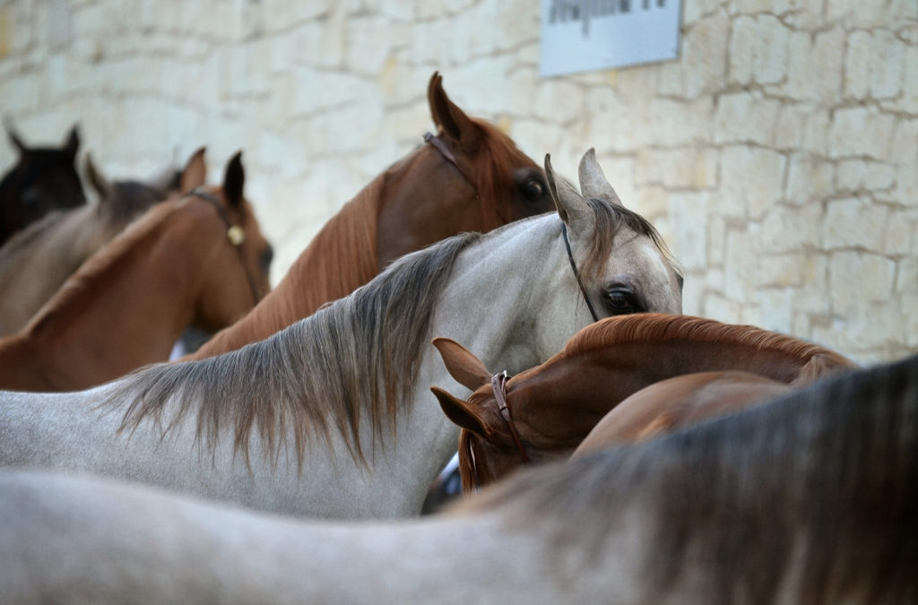 Capas habituales del caballo