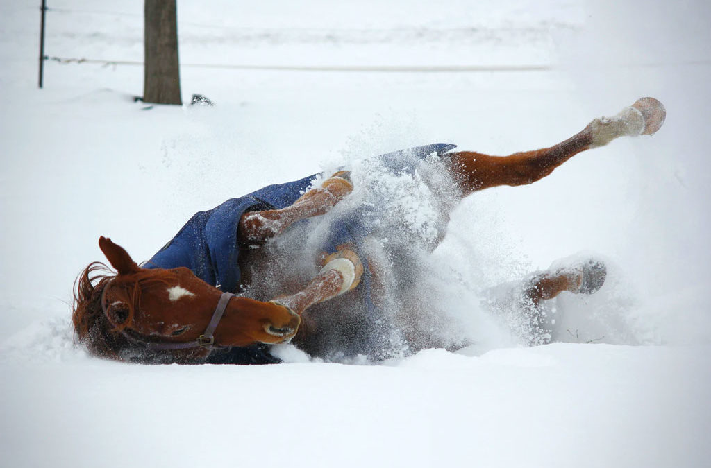 ¿Cómo elegir manta para mi caballo este invierno?