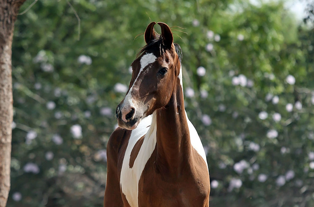 Razas de caballo curiosas: Marwari