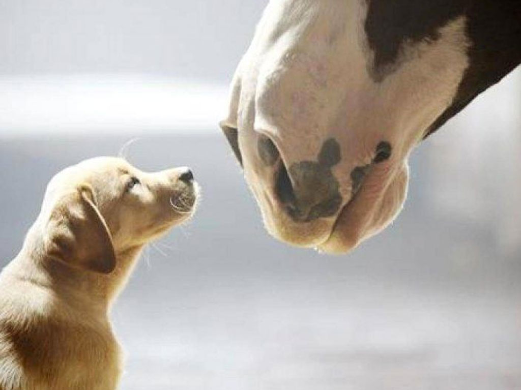 caballos clydesdale de budweiser en un anuncio con un perro