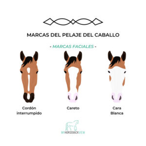 caballos con manchas en el pelaje de la cara: cordón interrumpido, careto y cara blanca