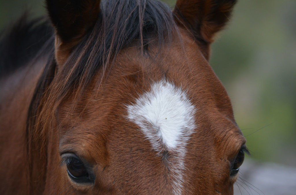 Marcas en el pelaje del caballo