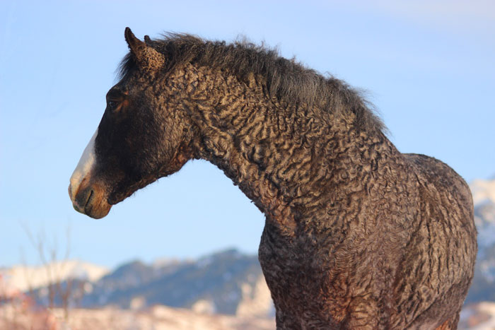 caballo castaño oscuro de raza bashkir curly, pelo rizado