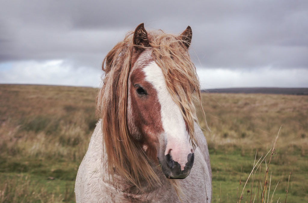 10 datos curiosos sobre los caballos