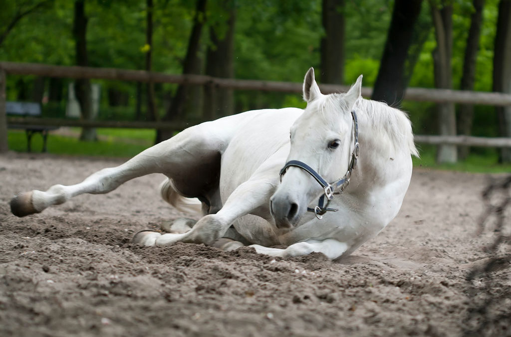 Caballo con cólico, ¿qué es y cómo se trata?