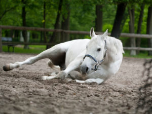 Caballo que se tumba, se levanta y revuelva, uno de los síntomas de cólico en caballo