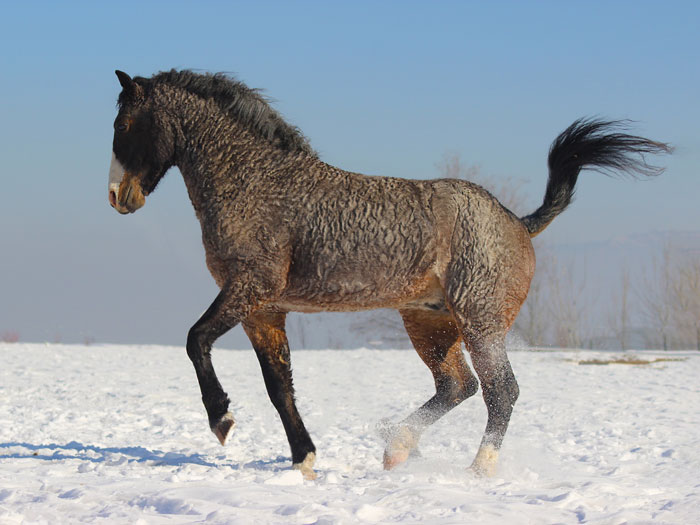 bashkir curly, caballo de pelo rizado, galopando en la nieve