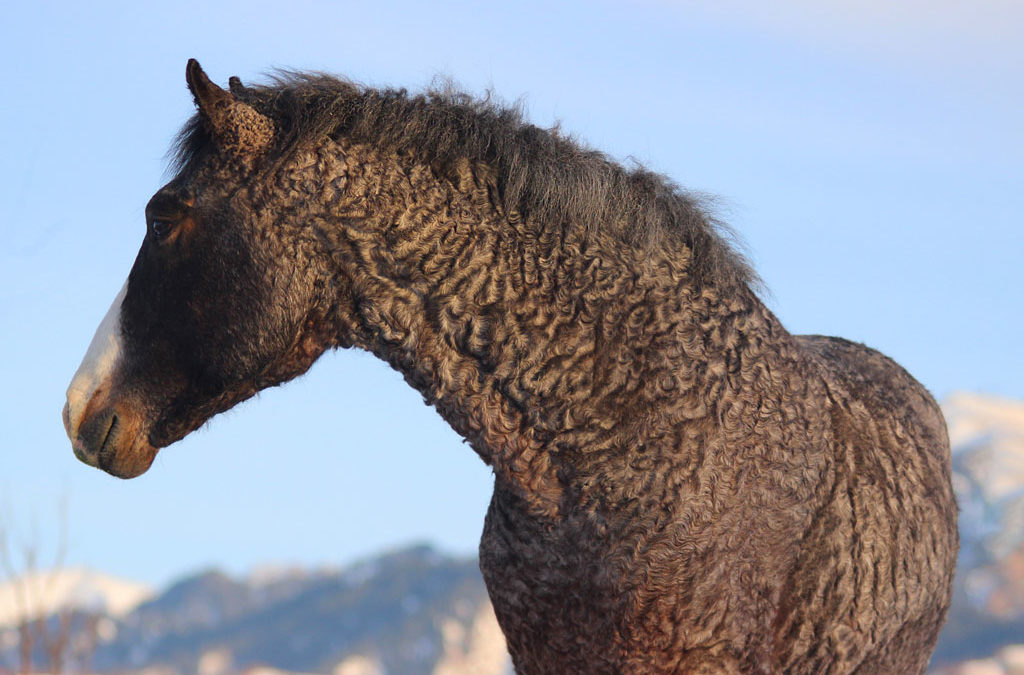 Razas curiosas de caballo: Bashkir Curly