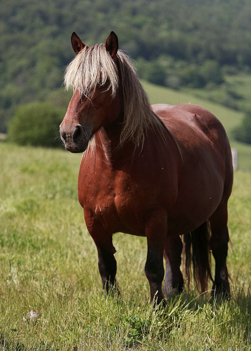 caballo burguete de navarra
