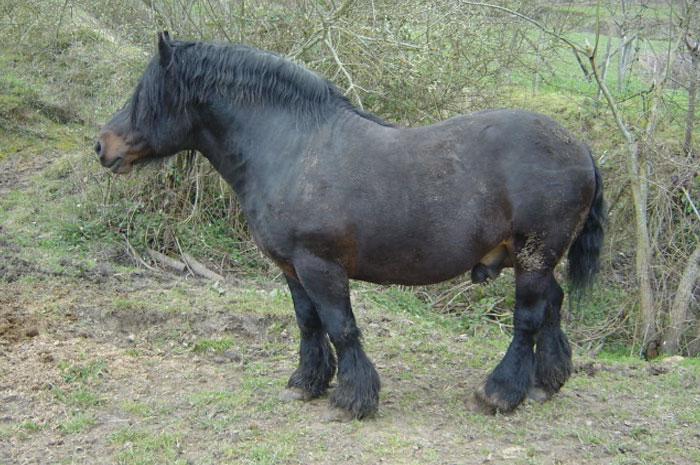 caballo de monte del país vasco castaño oscuro en un prado