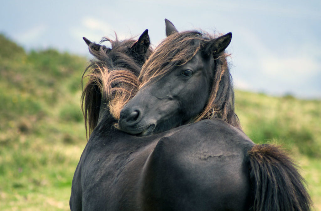 Razas de caballo autóctonas de España: parte I