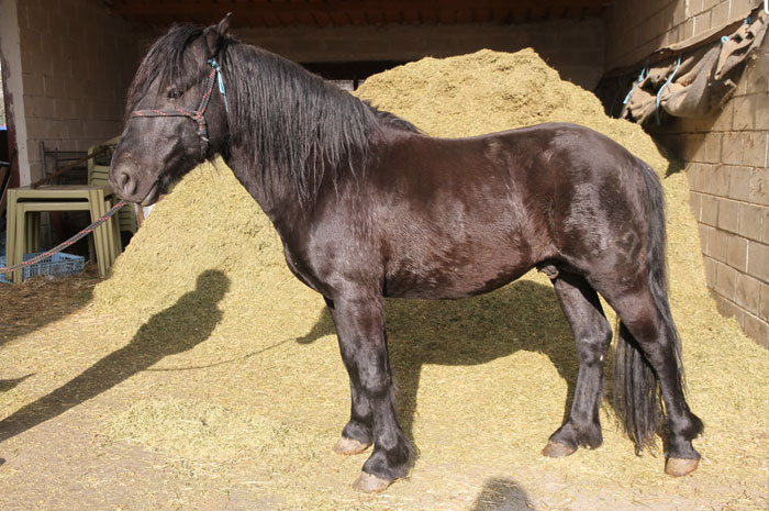 pottoka o poni vasco, raza autóctona de caballo en España
