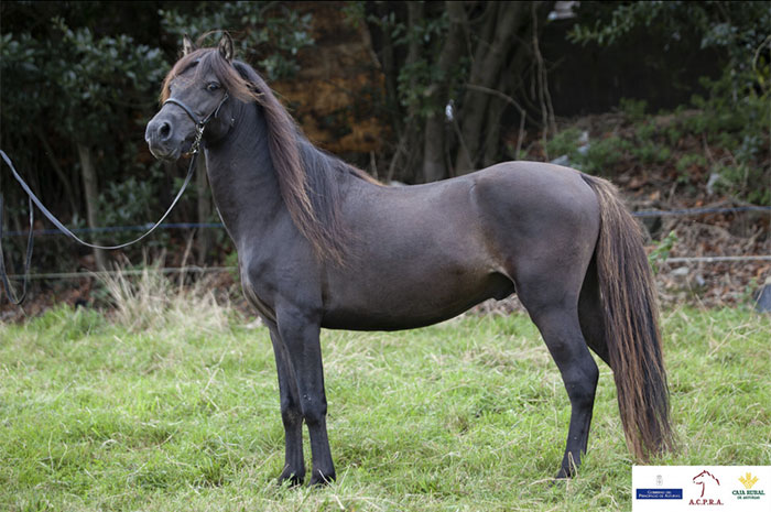 poni asturcón, raza autóctona de caballo en España