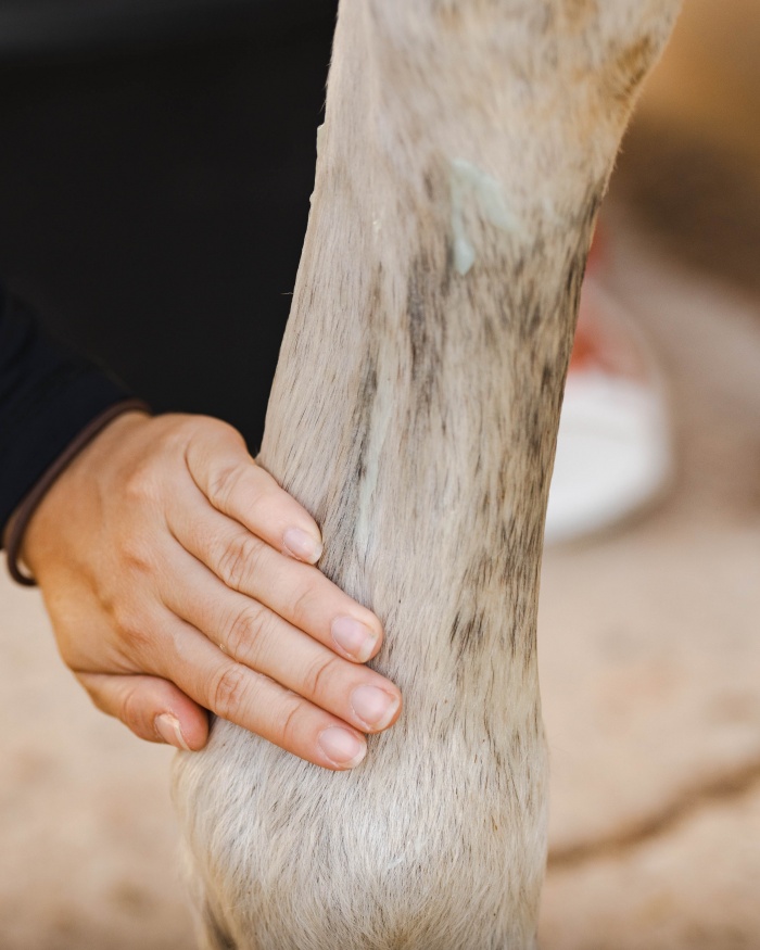 aplicación del gel coldpack en la mano de un caballo
