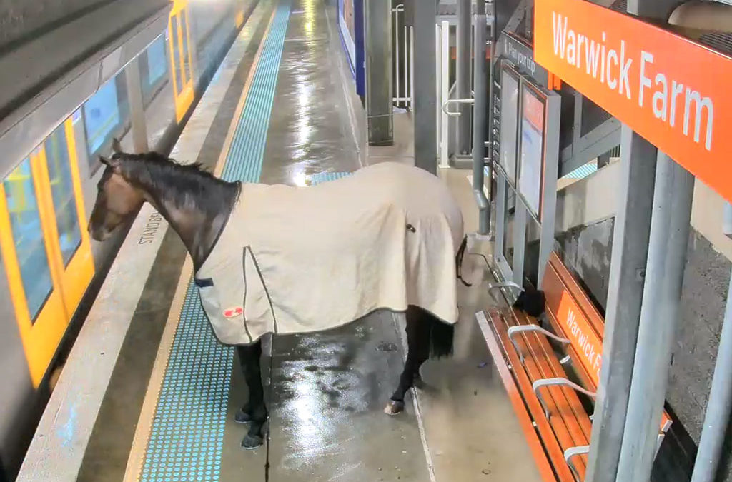 Un caballo se cuela en una estación de tren en Australia