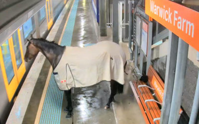 Un caballo se cuela en una estación de tren en Australia